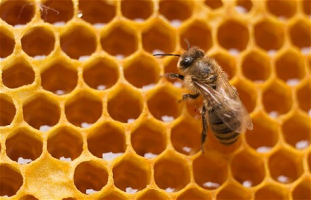 bee honey larvae