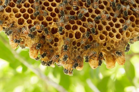 Honeybee-hive-release-470x313